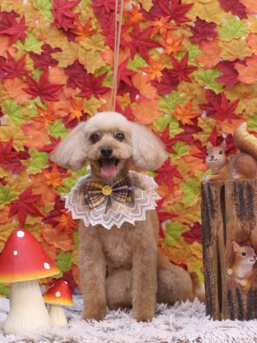 20241115うたちゃん